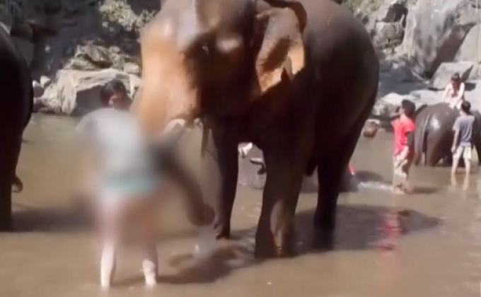 นักท่องเที่ยวถูกช้างใช้งางัดร่างลอยบาดเจ็บ