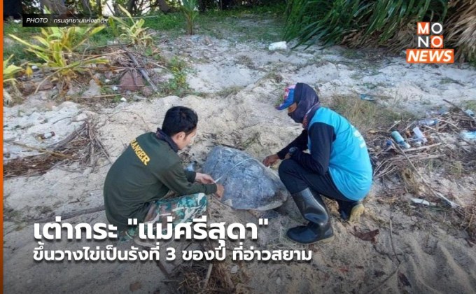 เต่ากระ “แม่ศรีสุดา” ขึ้นวางไข่เป็นรังที่ 3 ของปี ที่อ่าวสยาม