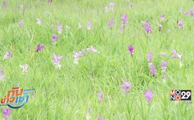 ดอกกระเจียวบานสะพรั่ง ณ อุทยานแห่งชาติป่าหินงาม