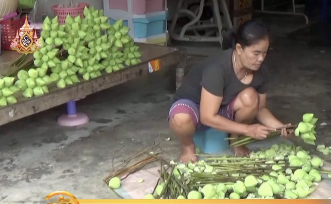 ตรังเร่งเก็บดอกบัวจำหน่ายรับวันวิสาขบูชา