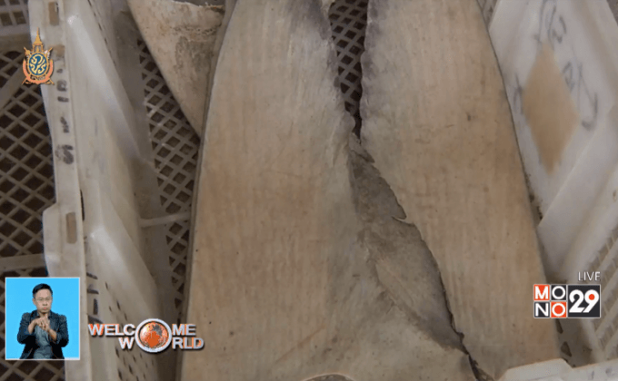 เรียกร้อง FedEx หยุดส่งครีบฉลามในฮ่องกง