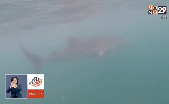 พบฉลามวาฬ 4 ตัว โผล่ทะเลประจวบฯ