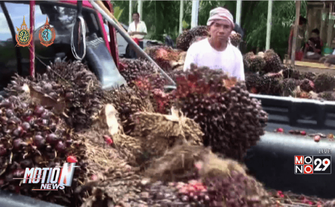 ชาวสวนจ.ตรังเรียกร้องจับหัวขโมยตัดปาล์มขาย