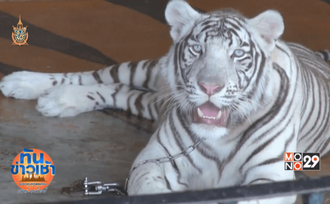 รอผลตรวจดีเอ็นเอเสือ 4 ตัวบ้านเสี่ยตง