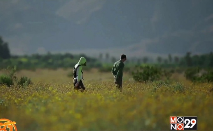 ดอกไม้ป่าบานในทะเลทรายในสหรัฐฯ