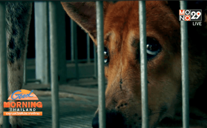 ชะตากรรมของสุนัข กิน ฆ่า ค้าข้ามชาติ ตอน 4