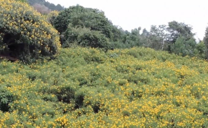 ชมทุ่งดอกบัวตองบานสะพรั่งที่ จ.เชียงราย