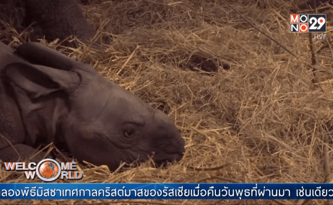 Rare one-horned rhinoceros born at Belgian zoo