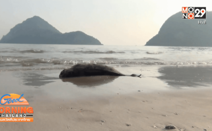 พบซากโลมาเกยหาดสามร้อยยอด จ.ประจวบคีรีขันธ์