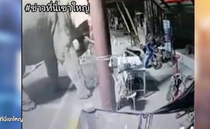 เจ้าหน้าที่เขาใหญ่วิ่งหนีเจ้าด้วน เกือบเดินมาถึงตัว