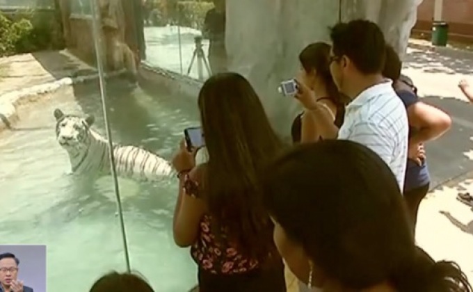 สวนสัตว์ในเปรูจัดประกวดสัตว์ยอดนิยม