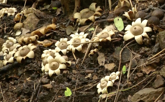 พิจิตรพบเห็ดดาวดิน เห็ดแปลก 1 ใน 10 ของโลก