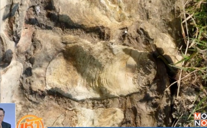 สวีเดนพบฟอสซิลพืชเก่าแก่ที่สุดในโลก