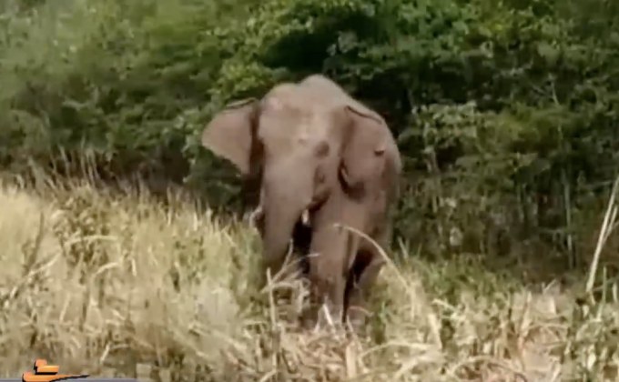 เร่งผลักดันช้างป่าภูหลวง จ.เลย