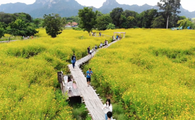 เที่ยวทุ่งดอกดาวกระจาย จ.ลพบุรี