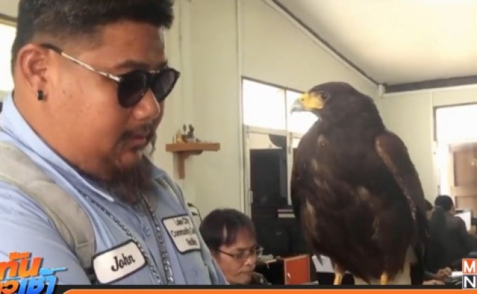 ตรวจสอบกลุ่มเลี้ยงเหยี่ยวล่าสัตว์คุ้มครอง