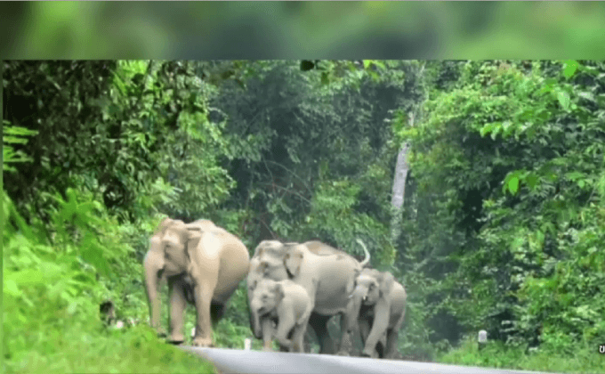 ชายยกมือไหว้ขอชีวิตจากโขลงช้างป่าเขาใหญ่