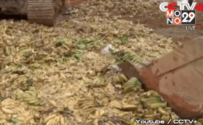 จีนทำลายกล้วยนำเข้าจากฟิลิปปินส์