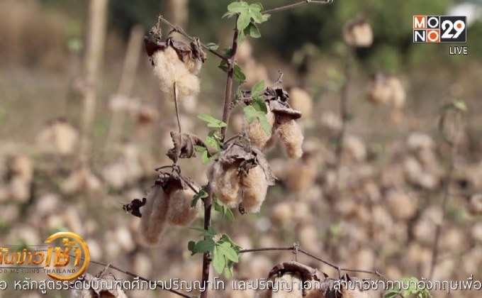 สีสันทุ่งดอกฝ้าย จ.เลย