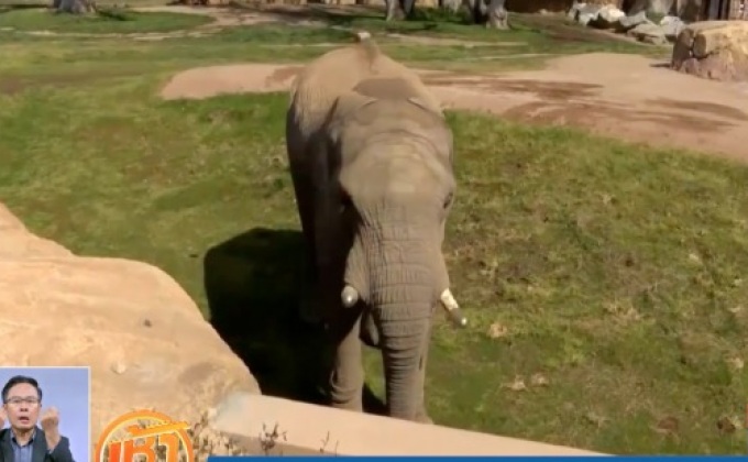 สวนสัตว์สวมที่ครอบงาทองเหลืองให้ช้างพลาย