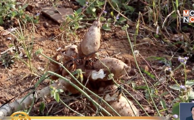 ชาวบ้านครบุรีเดือดร้อน ช้างป่าทำลายไร่มันสำปะหลัง