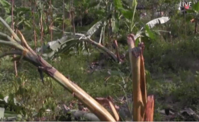 ช้างป่าทำลายพืชผล จ.สุราษฎร์ธานี