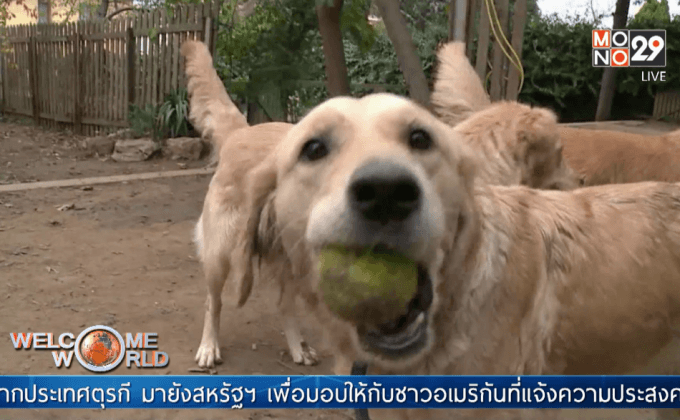 คนอเมริกันรับเลี้ยงสุนัขจรจัดจากตุรกี