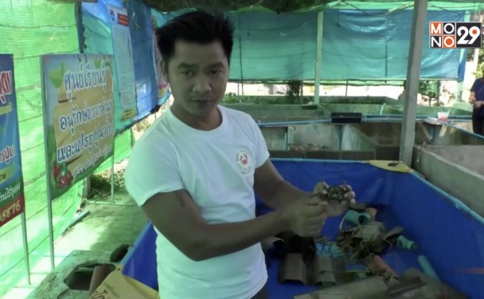 เลี้ยงปูนาส่งขายสร้างรายได้งาม