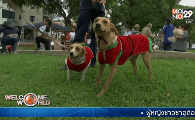 เดินแบบสุนัขชุดคริสต์มาสในเปรู