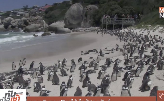 เพนกวินแอฟริกาใต้ ใกล้สูญพันธุ์