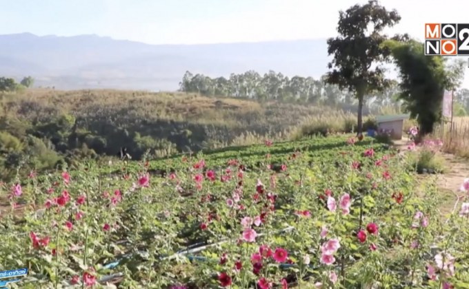 แห่ชมดอกฮอลลีฮอก เก็บสตรอว์เบอรี เมืองสองแคว