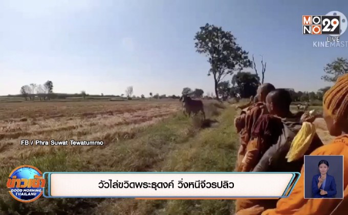 วัวไล่ขวิดพระธุดงค์ วิ่งหนีจีวรปลิว