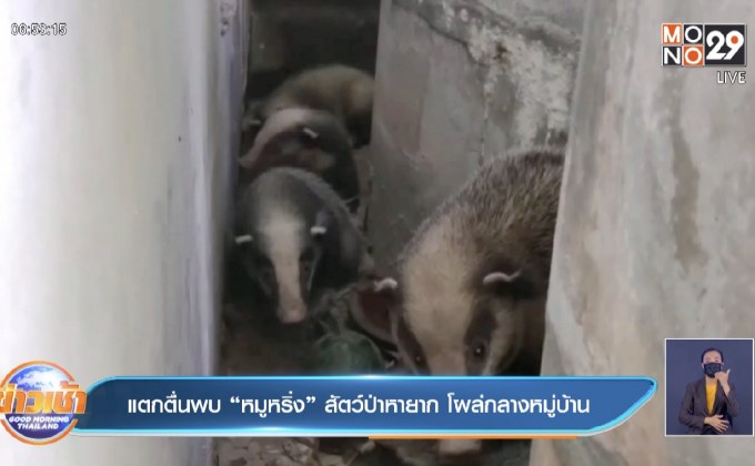 แตกตื่นพบ “หมูหริ่ง” สัตว์ป่าหายาก โผล่กลางหมู่บ้าน