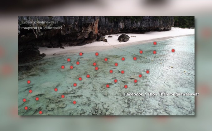 พบฝูงฉลามหูดำเกือบ 60 ตัวที่ อ่าวมาหยา จ.กระบี่ 