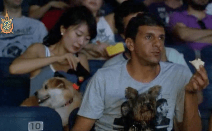 งานดูหนังกับสุนัขในอิสราเอล
