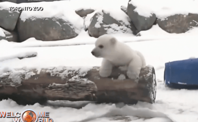 ลูกหมีขาวเห็นหิมะเป็นครั้งแรก