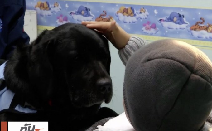 สุนัขช่วยเด็กออทิสติกระหว่างทำฟัน