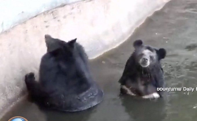 สื่อนอกตีข่าว หมีไทยในสวนสัตว์น่าเวทน่า