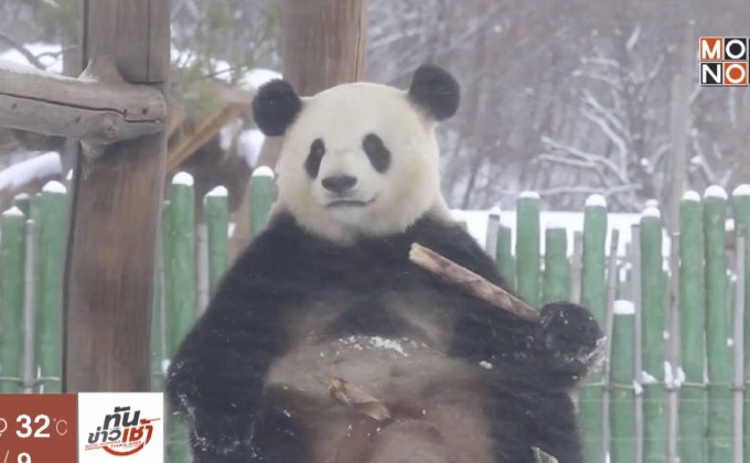 แพนด้าในสวนสัตว์จีนร่าเริงรับหิมะแรกของปี
