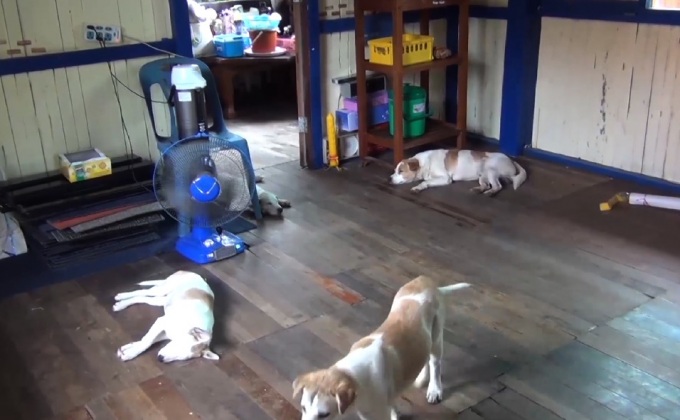 วางยาเบื่อสุนัข-แมวในวัด จ.ลำปางตายจำนวนมาก