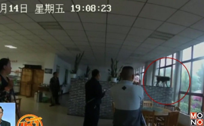 ไล่จับลิงป่าที่หลุดเข้าร้านอาหารในจีน