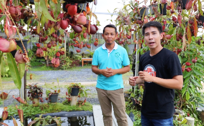 เจษฎาพาลุย : “หม้อข้าวหม้อแกงลิง” พืชนักล่า ราคาหลักแสน จ.ระยอง