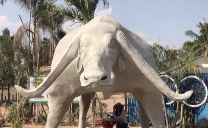 สีสันอนุสาวรีย์ควายเผือก จ.สุรินทร์