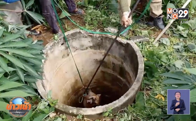 กู้ภัยวิ่งแตกฮือ หลังช่วยสุนัขดุขึ้นจากบ่อ