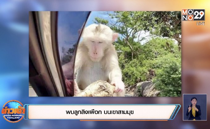พบลูกลิงเผือก บนเขาสามมุข