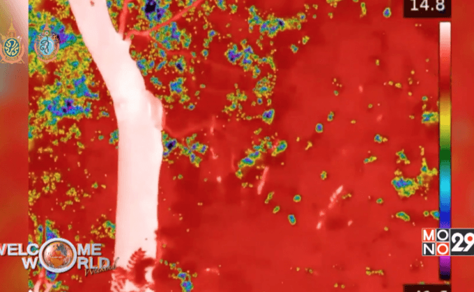 ถ่ายภาพความร้อนสำรวจประชากรค้างคาวในอังกฤษ