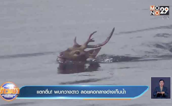 แตกตื่น! พบกวางดาว ลอยคอกลางอ่างเก็บน้ำ