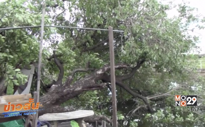 ต้นหว้าอายุกว่า 100 ปีโค่นล้มทับบ้านพัง จ.ปทุมธานี
