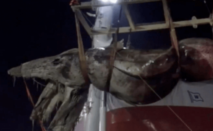 กู้ซาก “วาฬบรูด้า” ขนาด 18 ตันที่แหลมฉบัง