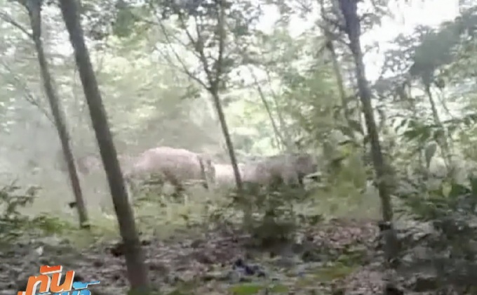 ชาวบ้านผวา ช้างป่าทำลายสวนปาล์มน้ำมัน